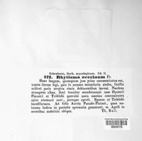 Rhytisma acerinum image